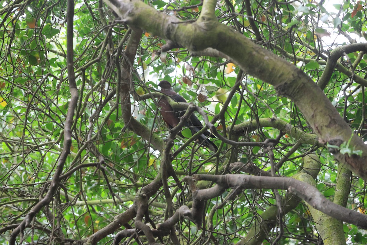 Chilean Pigeon - ML645914882
