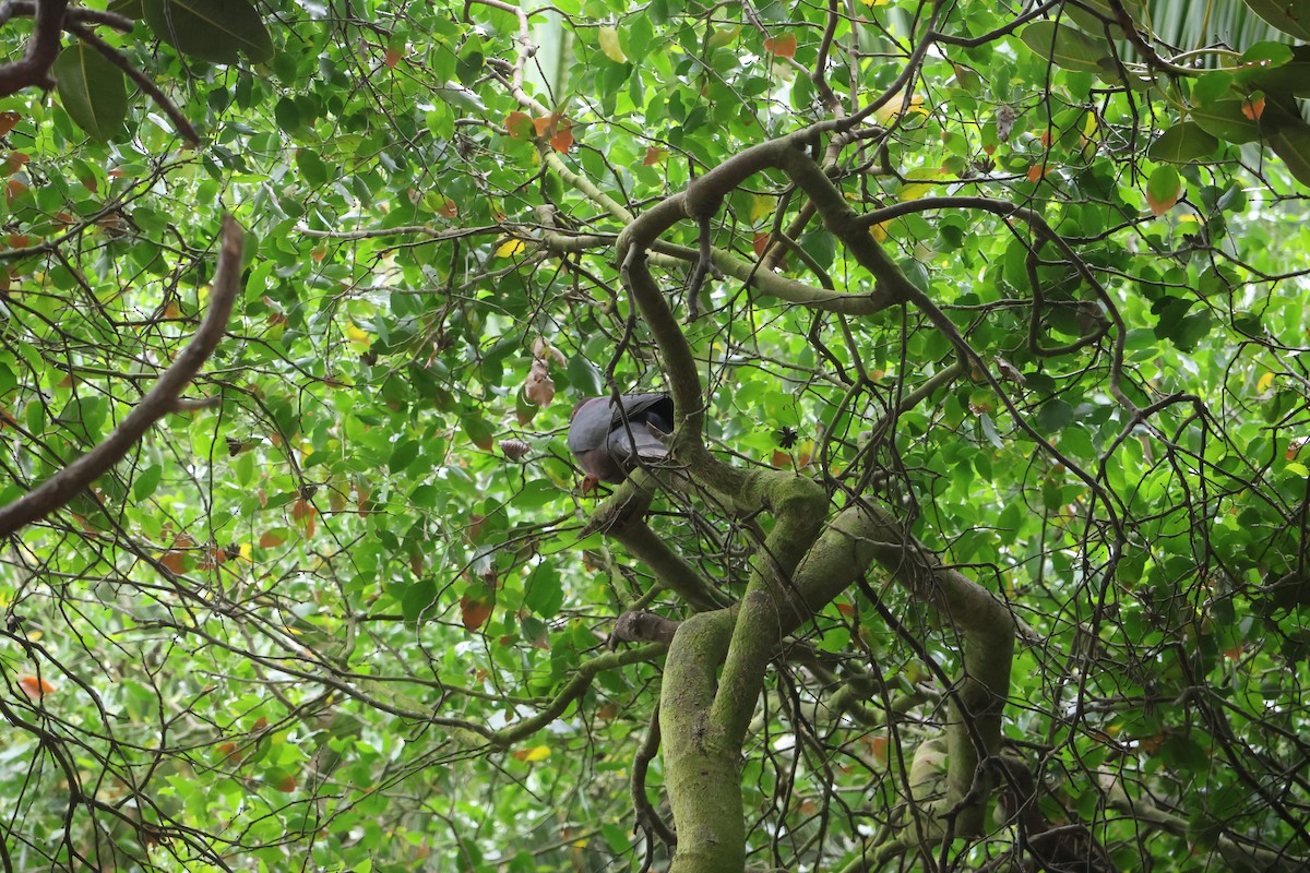 Chilean Pigeon - ML645914883