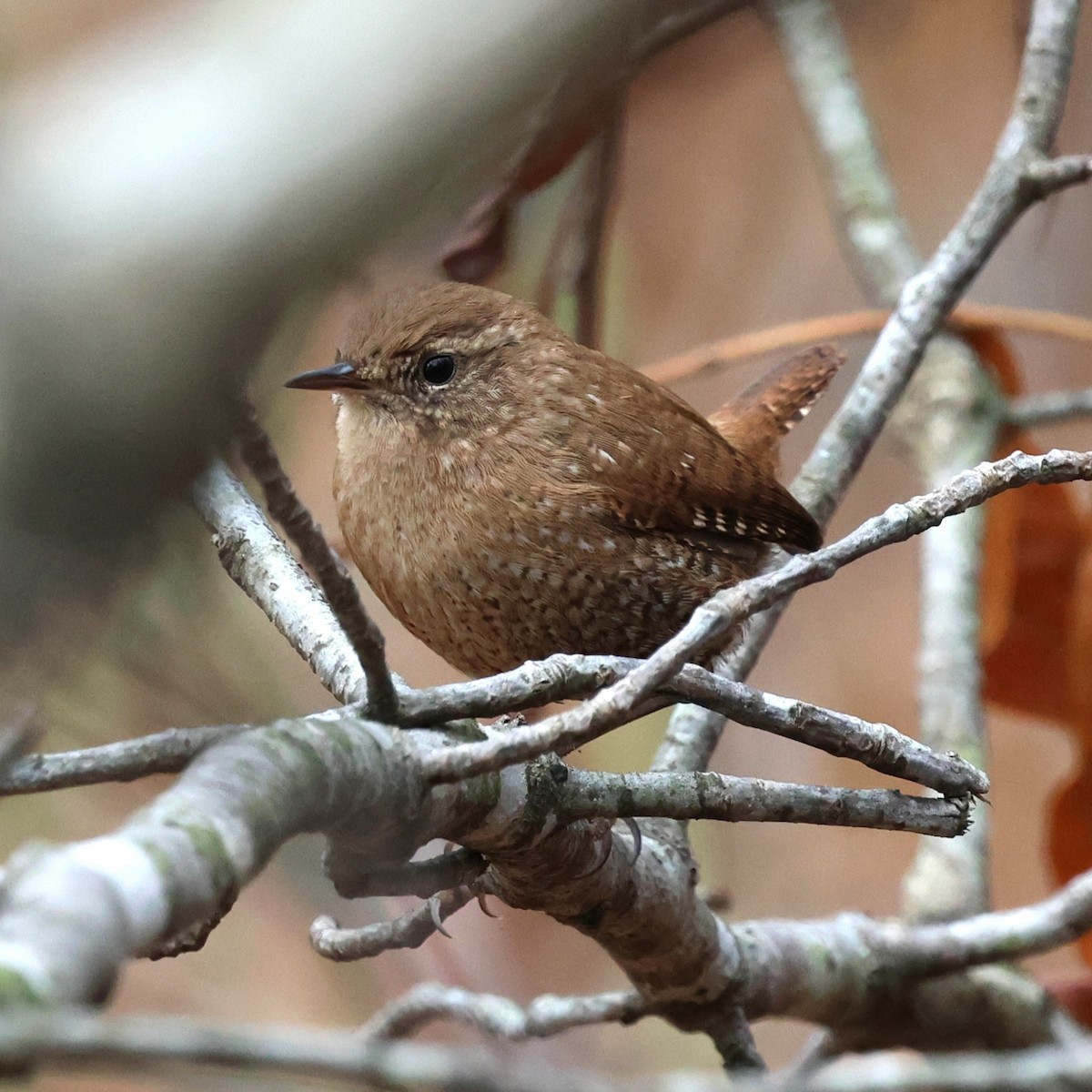 Winter Wren - ML645914884
