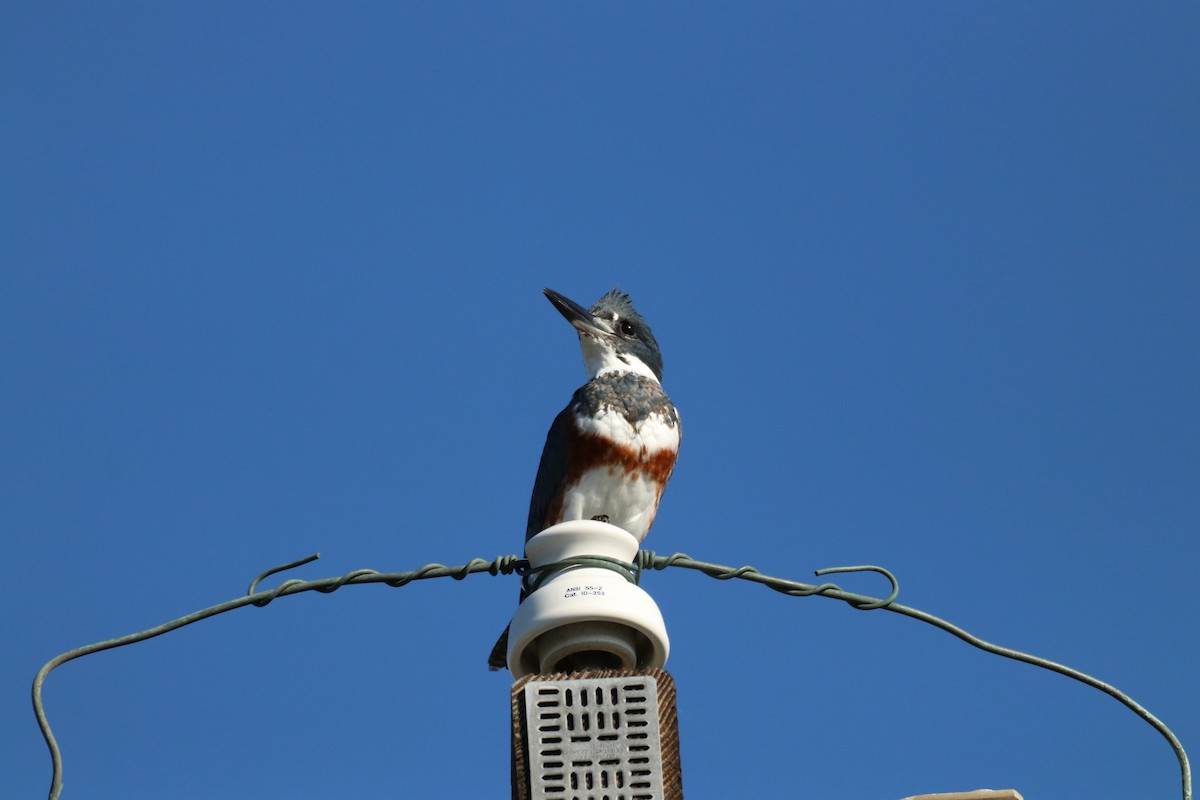 Belted Kingfisher - ML645914886