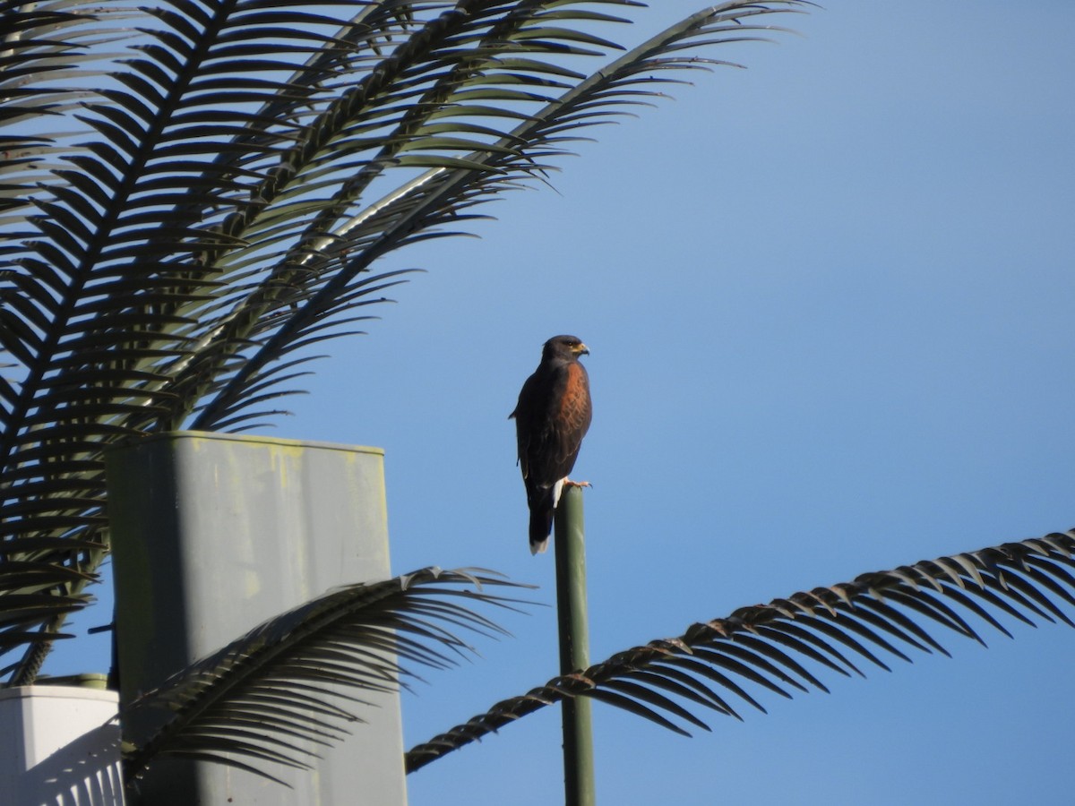 Harris's Hawk - ML645914887