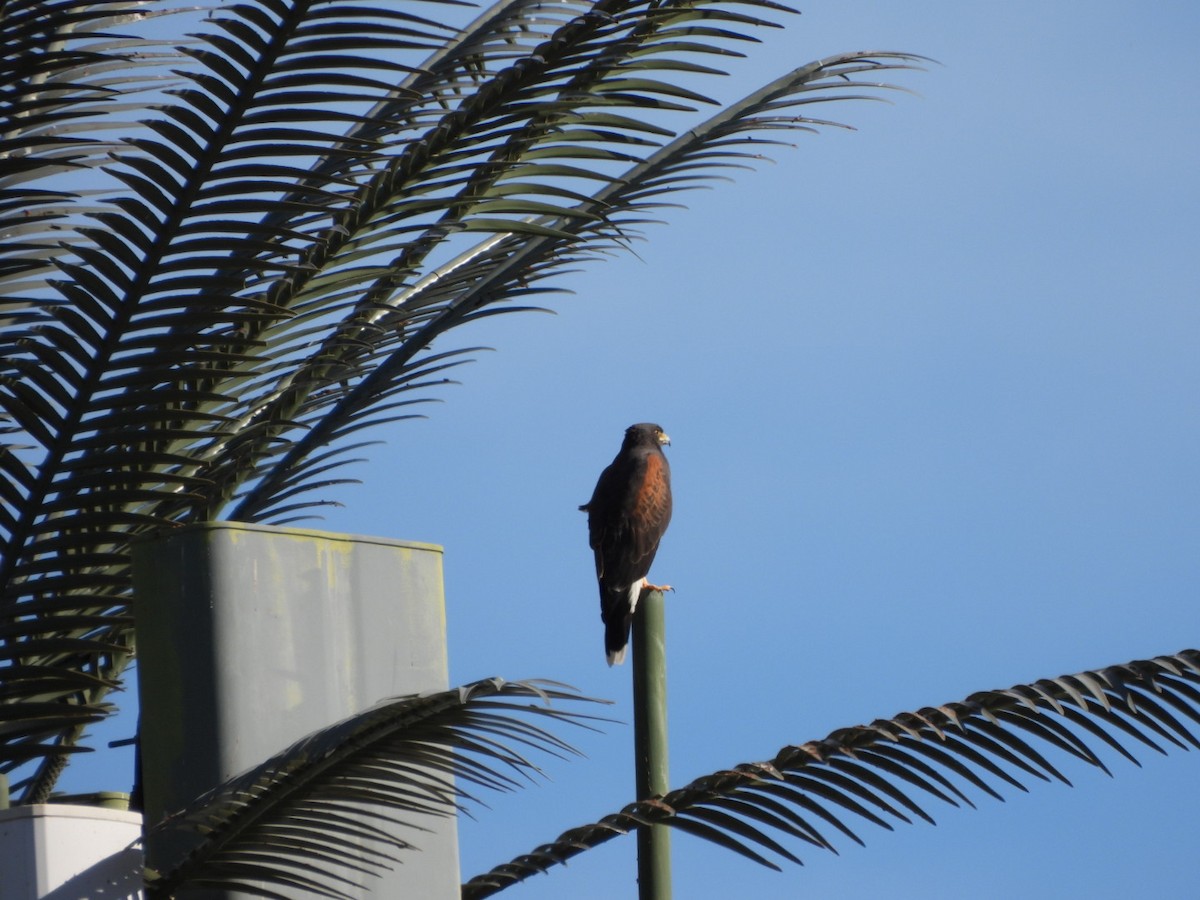 Harris's Hawk - ML645914888