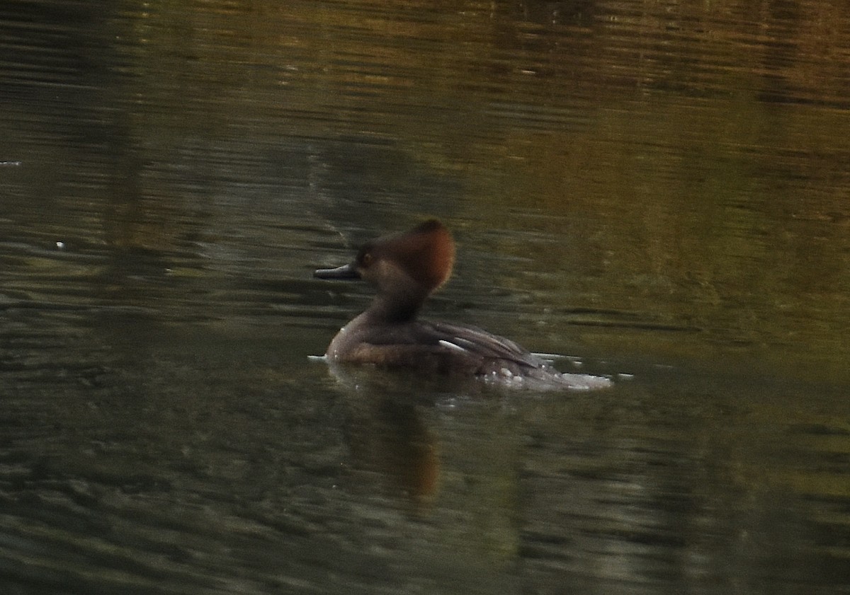Hooded Merganser - ML645914889