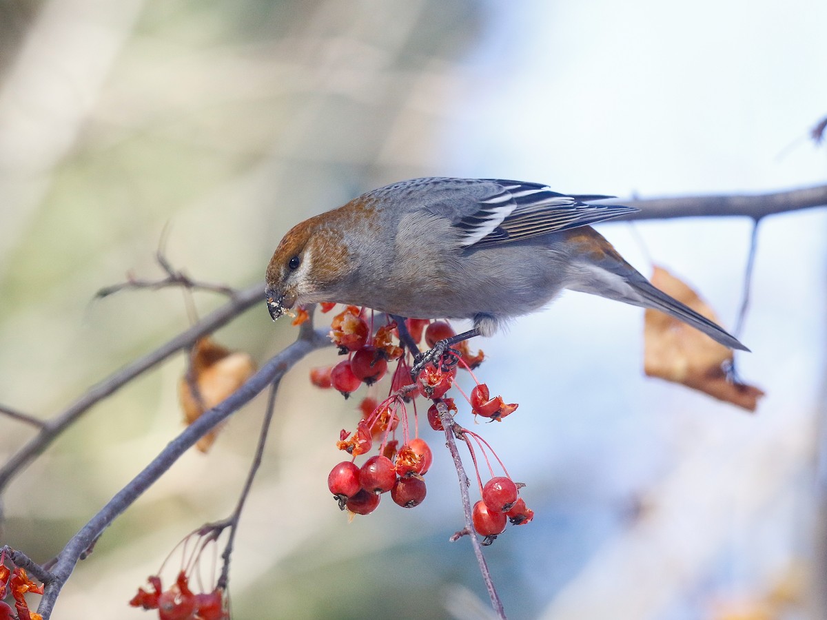 Pine Grosbeak - ML645914890