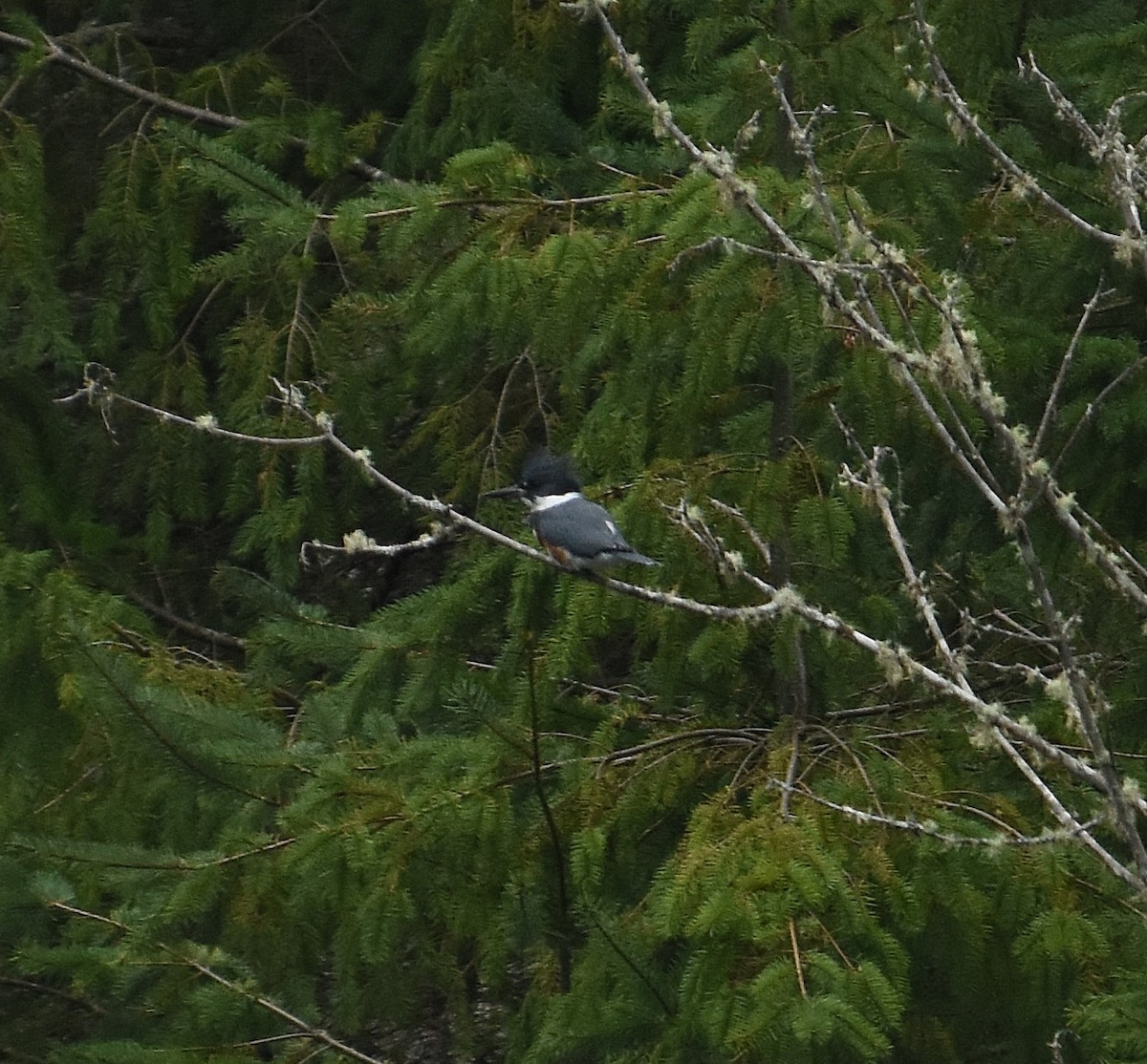 Belted Kingfisher - ML645914895