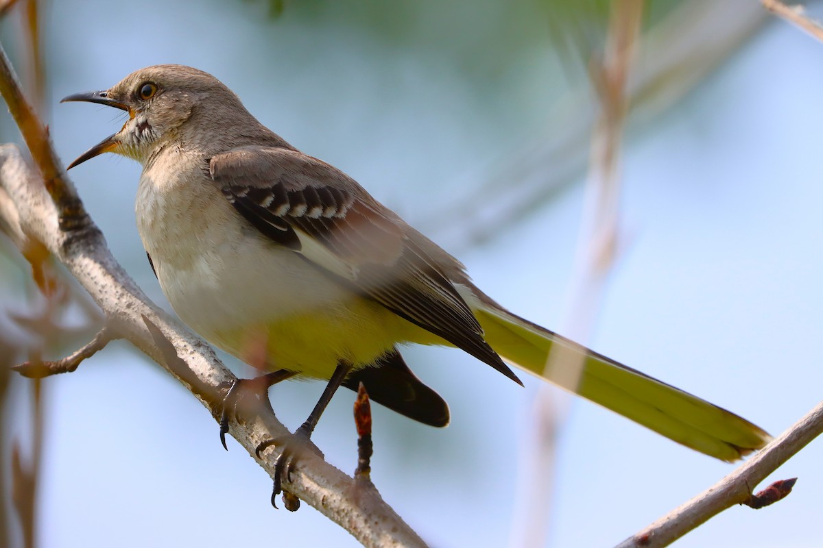 חקיינית צפונית - ML645914897