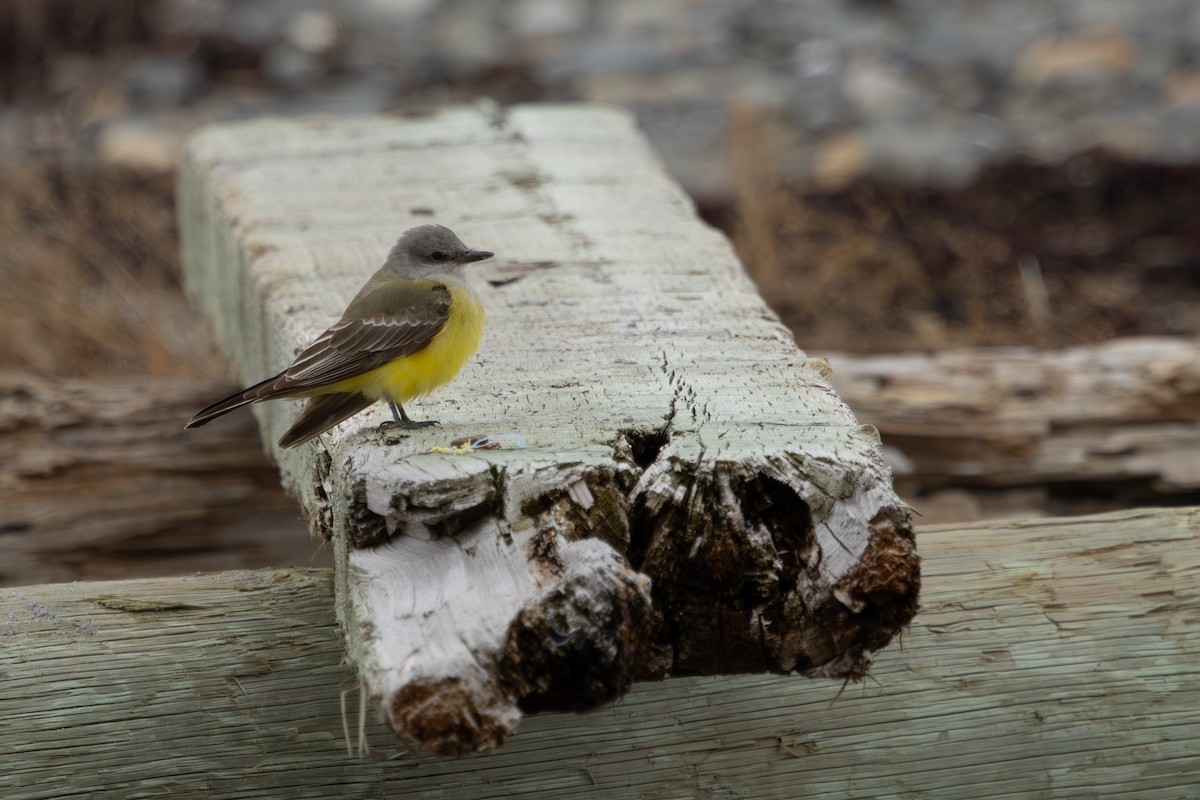 Western Kingbird - ML645914898