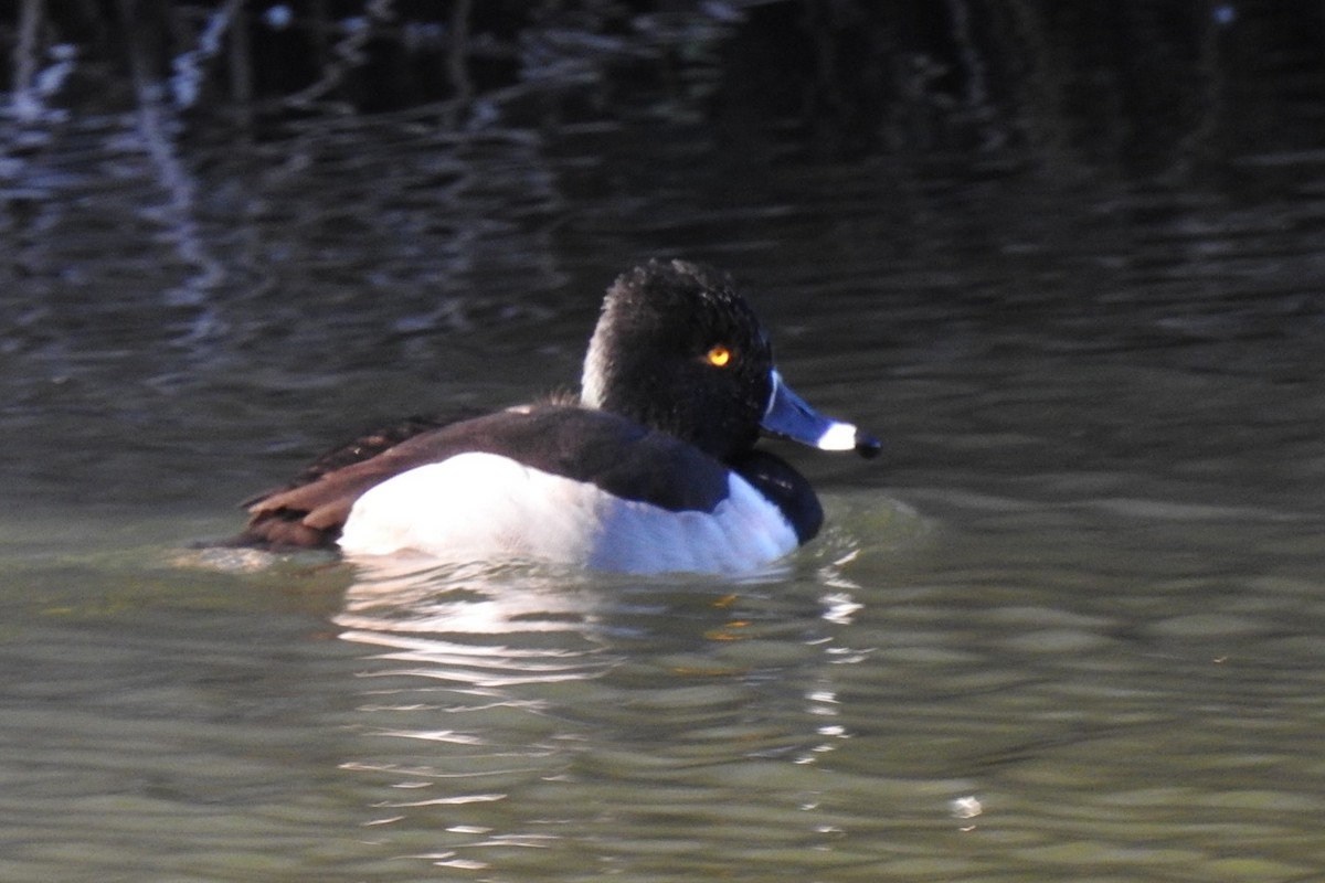 Ring-necked Duck - ML645914899