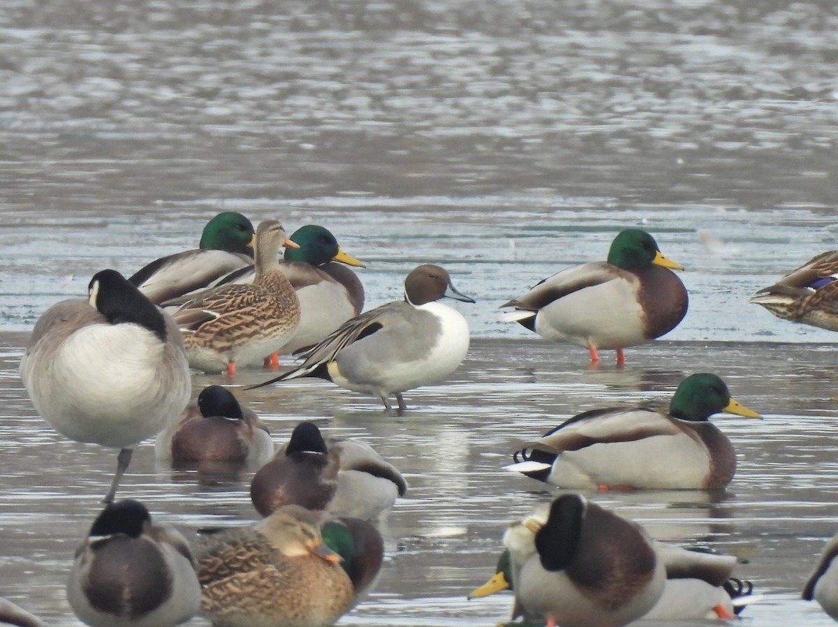 Northern Pintail - ML645914904