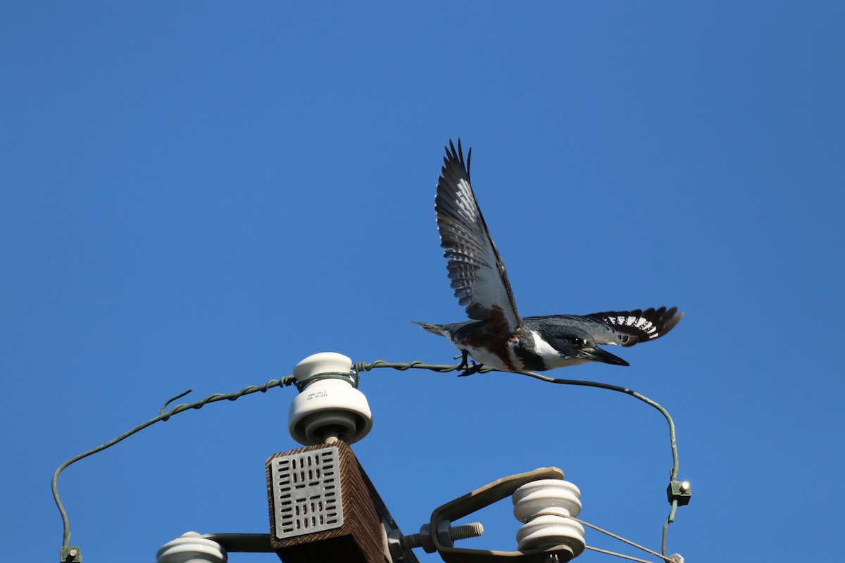 rybařík pruhoprsý - ML645914906