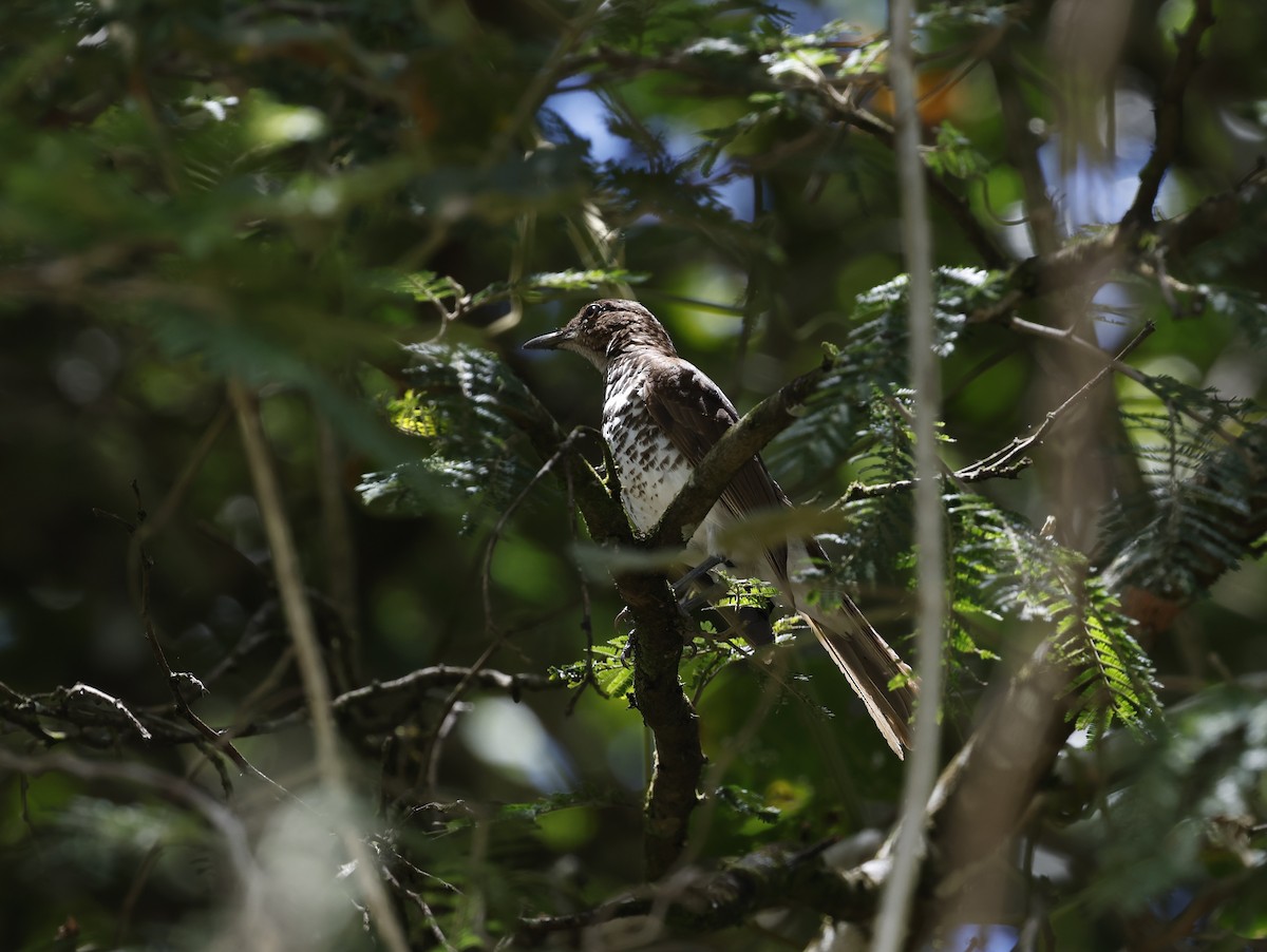 drozd peruánský - ML645914907