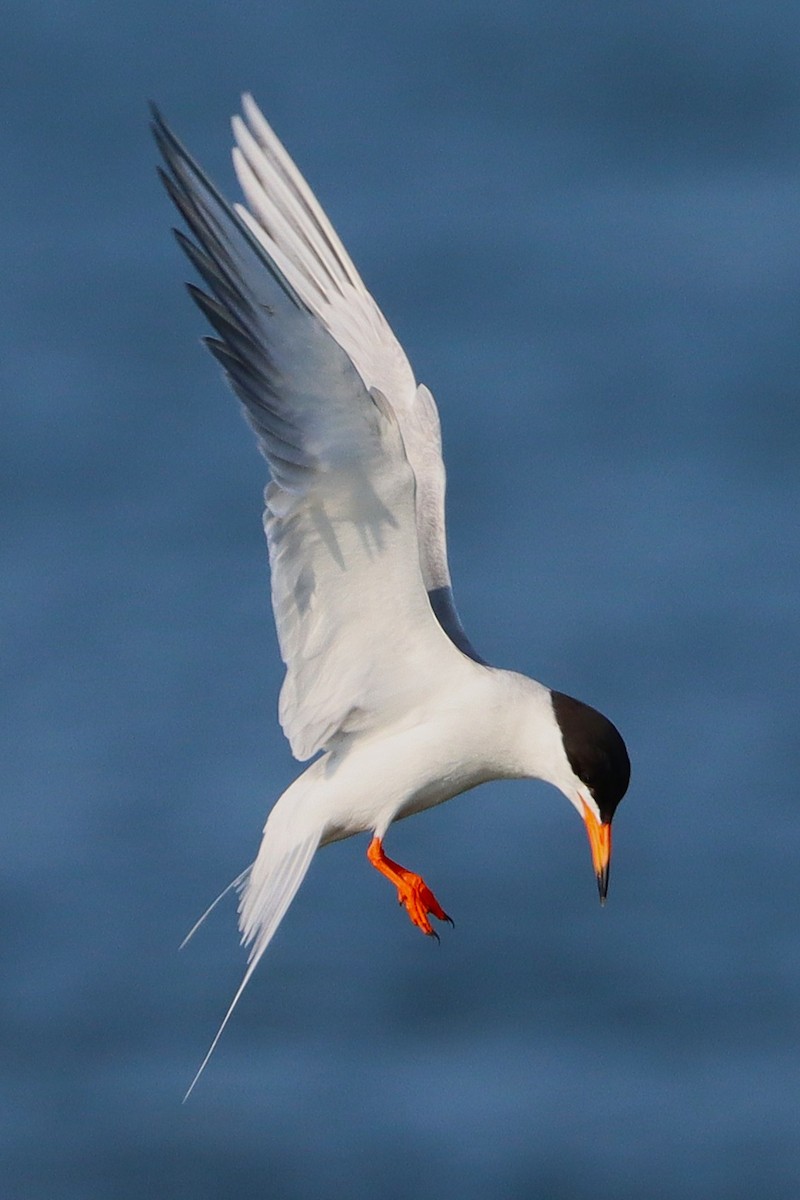 メリケンアジサシ - ML645914934