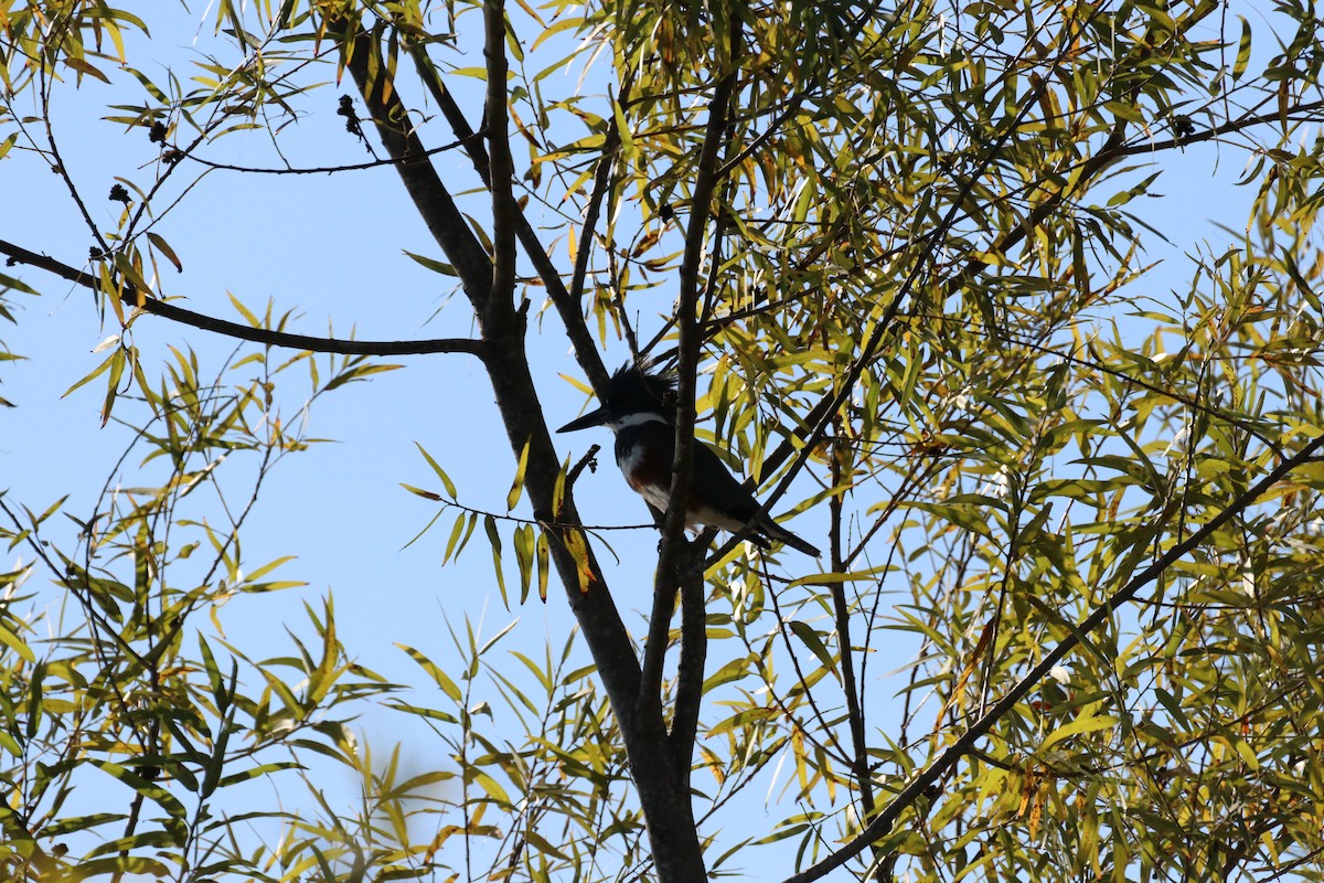 rybařík pruhoprsý - ML645914935