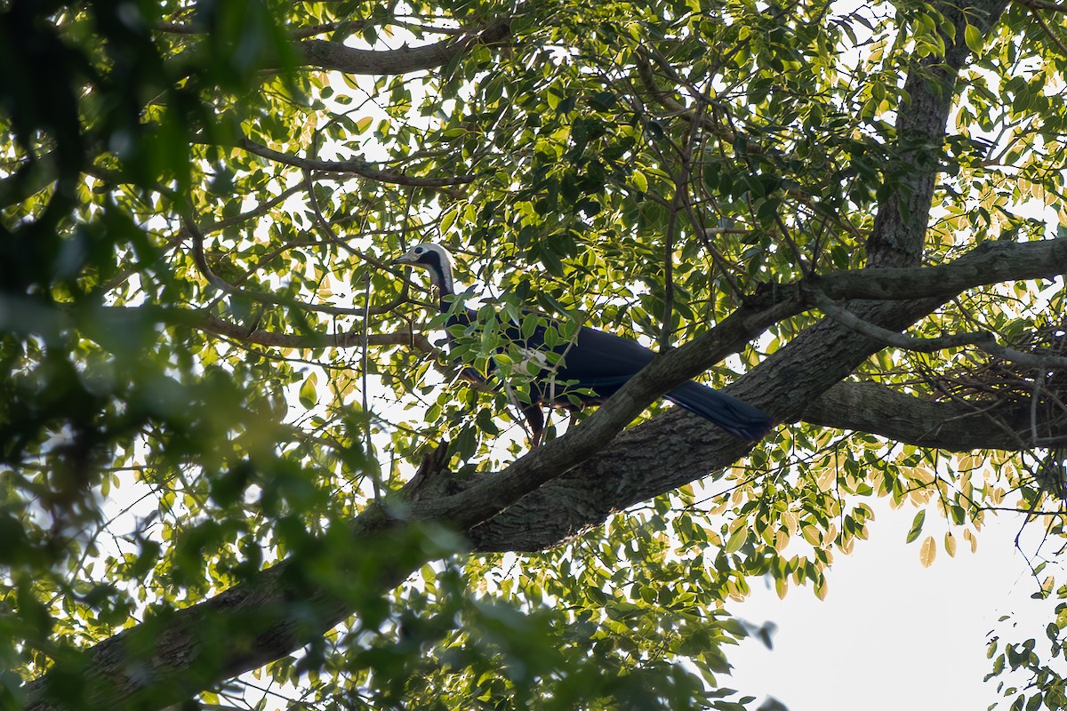 White-throated Piping-Guan - ML645914939