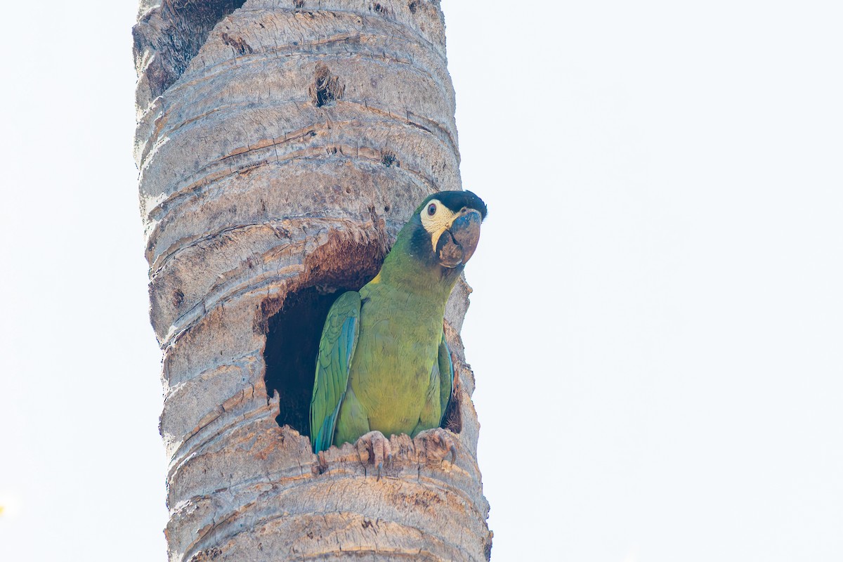 Yellow-collared Macaw - ML645914942
