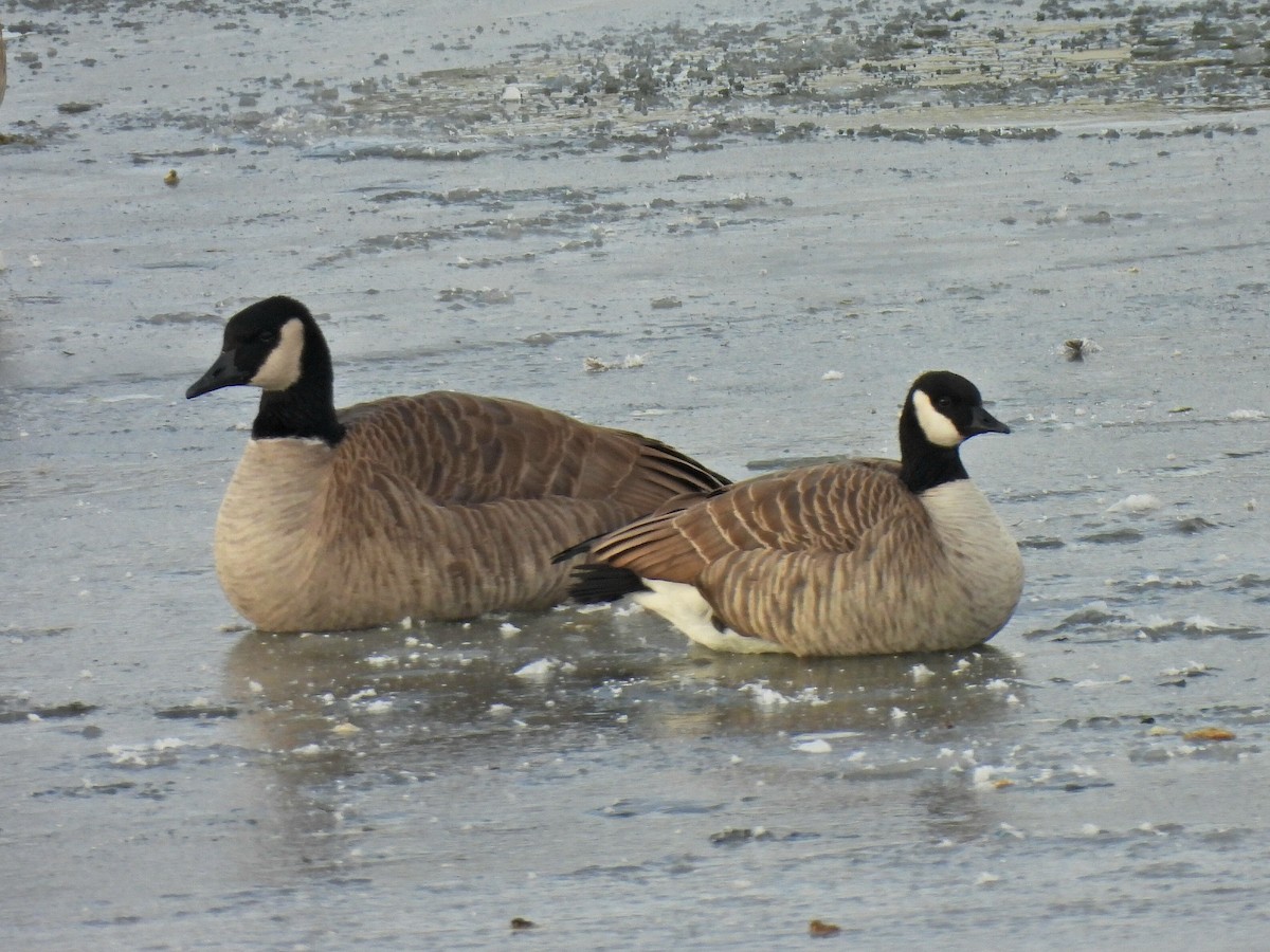 小加拿大雁 - ML645914946