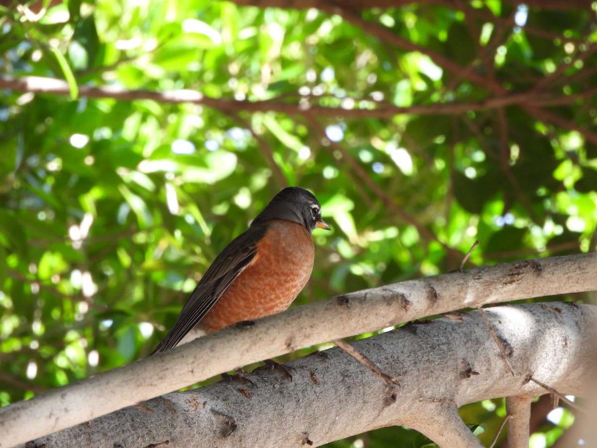American Robin - ML645914951