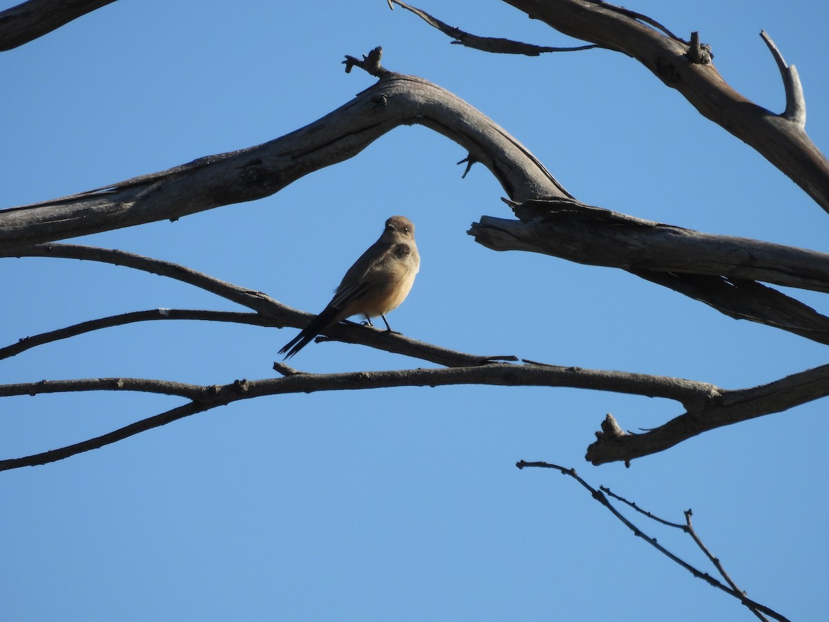 Say's Phoebe - ML645914956