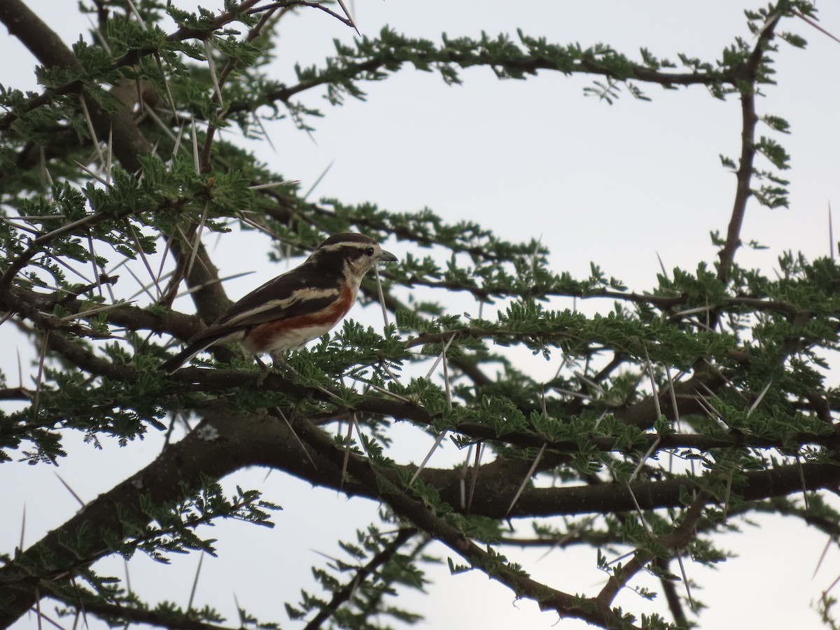 Brubru - ML645914957