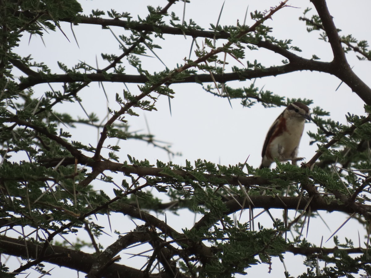 Brubru - ML645914959