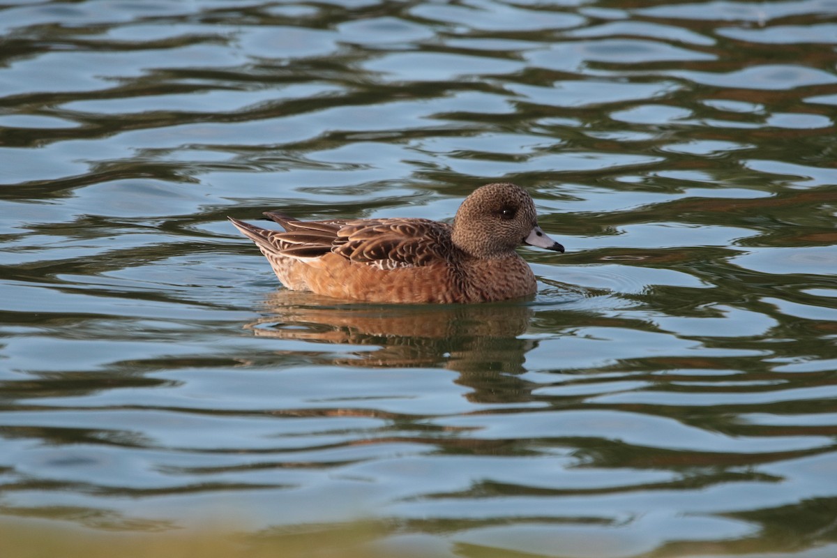 American Wigeon - ML645914963