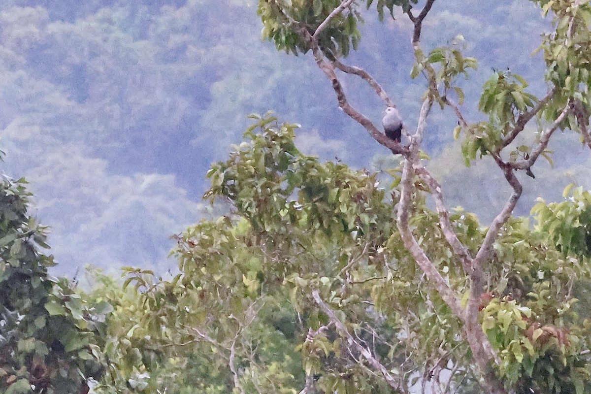 Pinon's Imperial-Pigeon - ML645914964