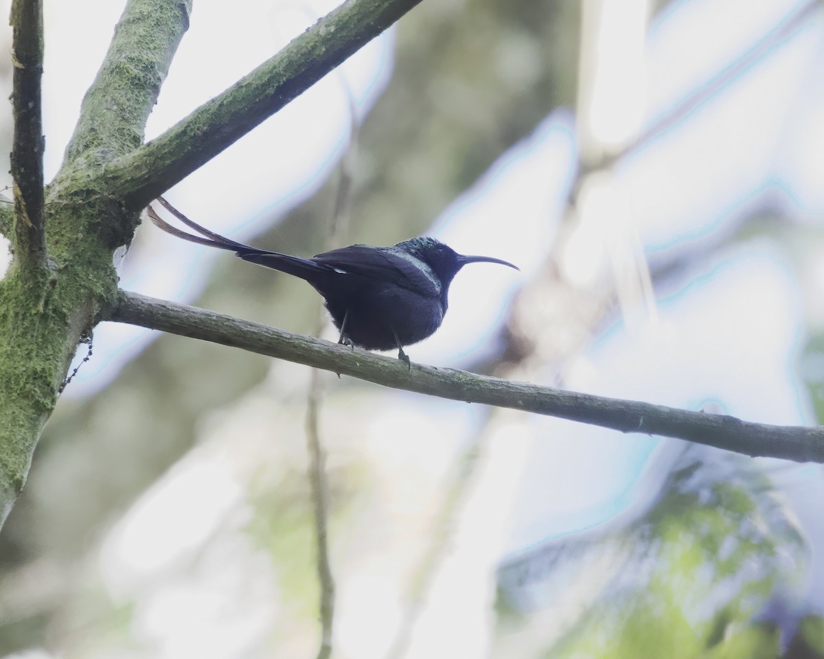 Bronze Sunbird - ML645914965