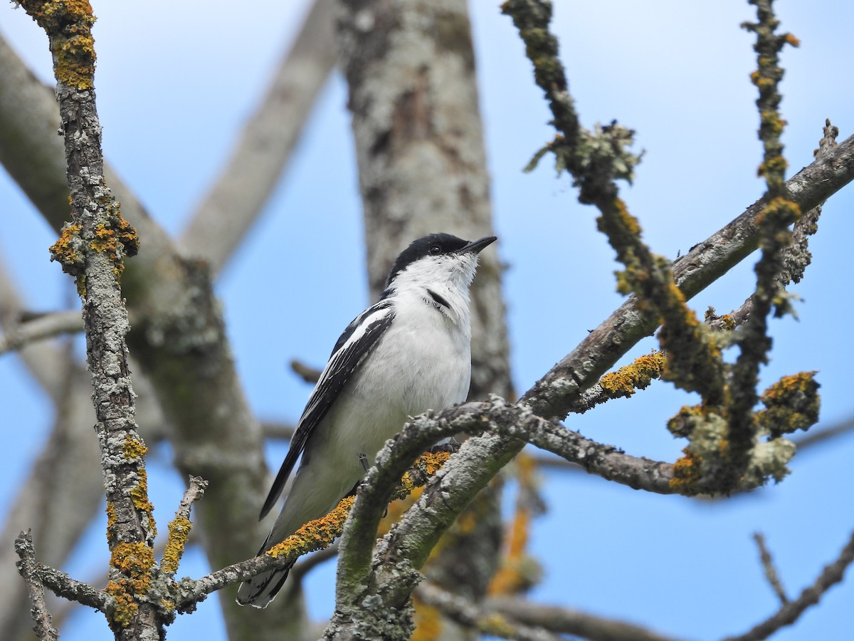 White-winged Triller - ML645914966