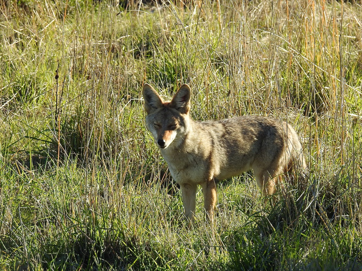 Mammals - ML645914968