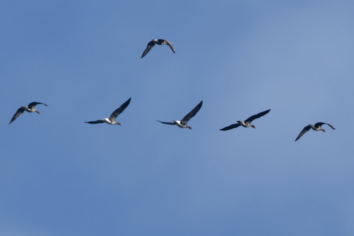Greater White-fronted Goose - ML645914969