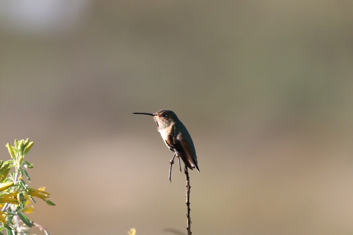 Anna's Hummingbird - ML645914971