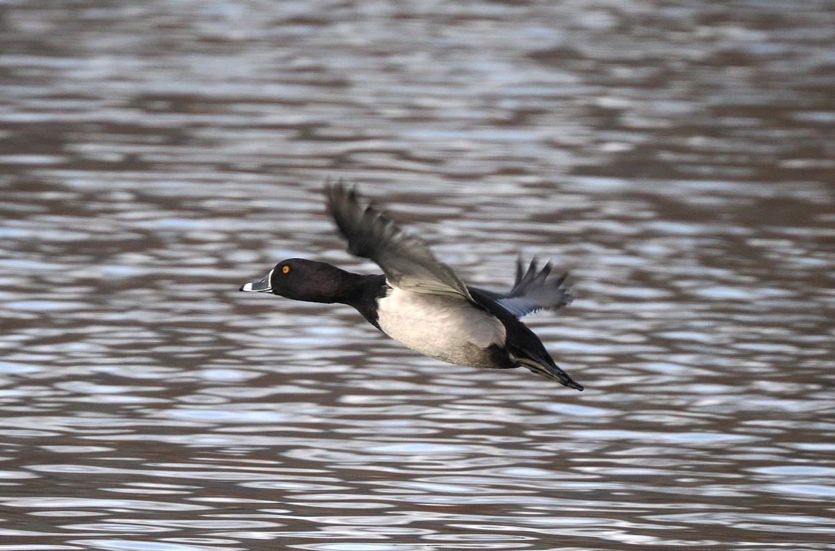 Ring-necked Duck - ML645914972