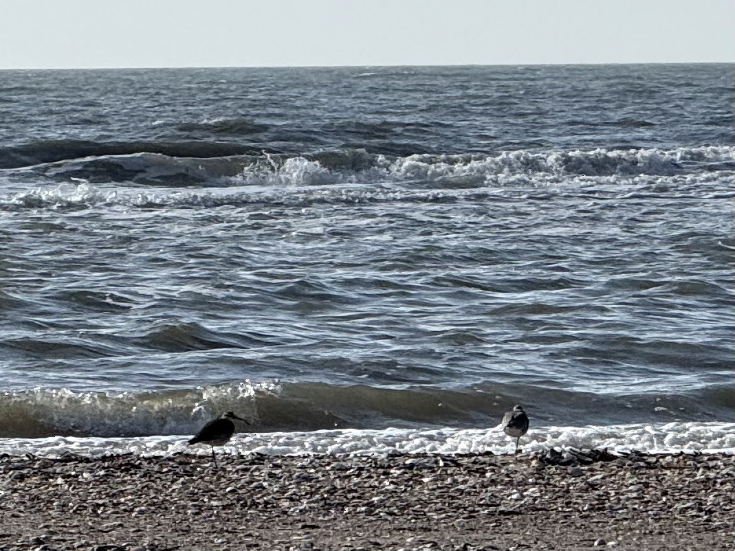 Hudsonian Whimbrel - ML645914974