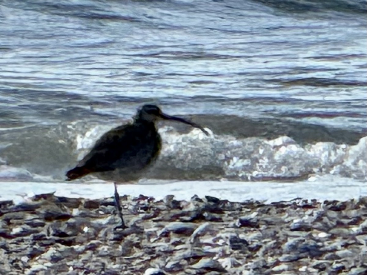 Hudsonian Whimbrel - ML645914975