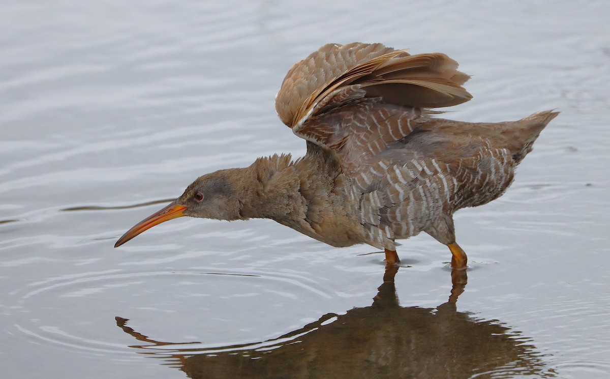 Clapper Rail - ML645914976
