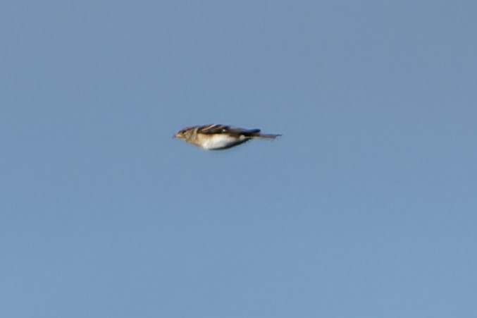 Brambling - ML645914978