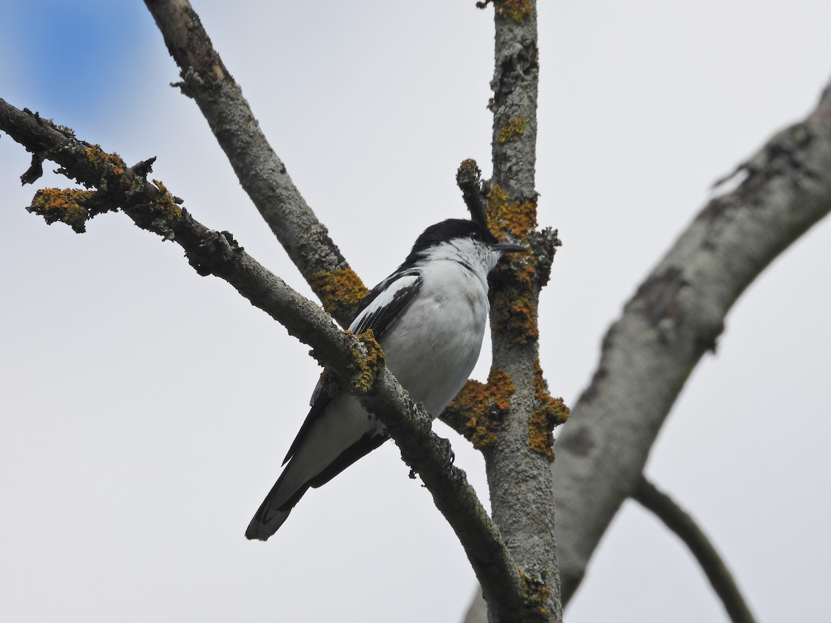 White-winged Triller - ML645914979