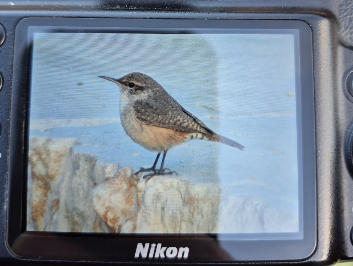 Rock Wren - ML645914980