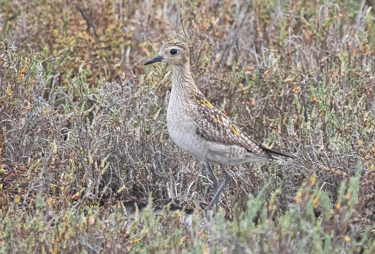 Pacific Golden-Plover - ML645914981