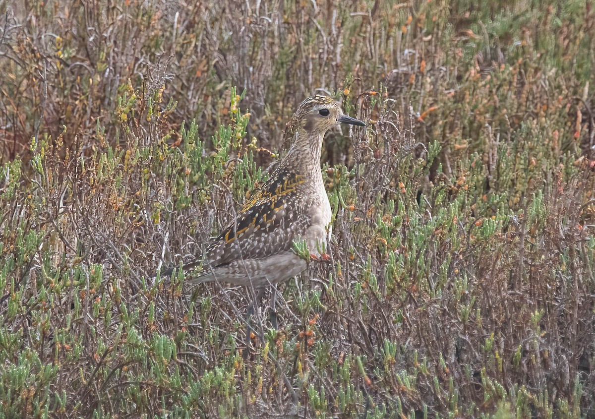 Pacific Golden-Plover - ML645914982