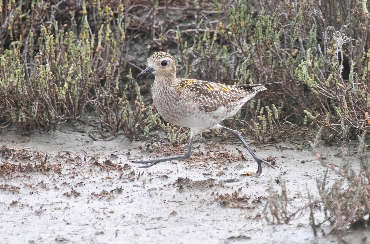 Pacific Golden-Plover - ML645914983
