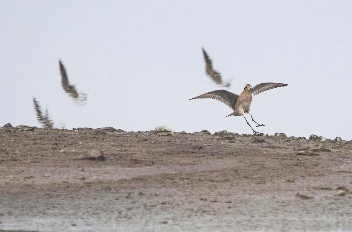 Pacific Golden-Plover - ML645914984
