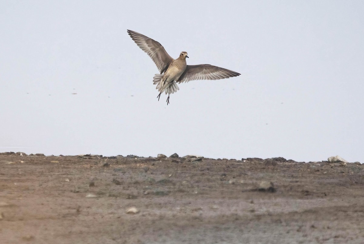 Pacific Golden-Plover - ML645914985