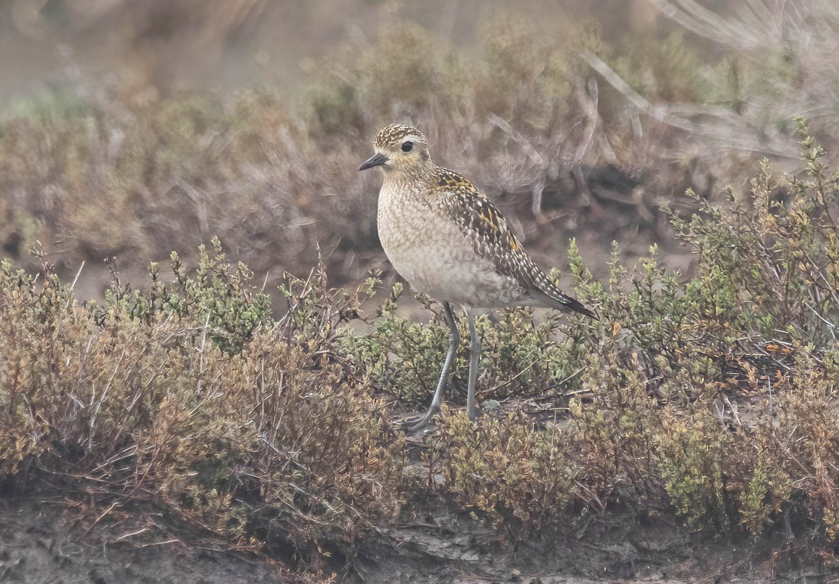 Pacific Golden-Plover - ML645914986