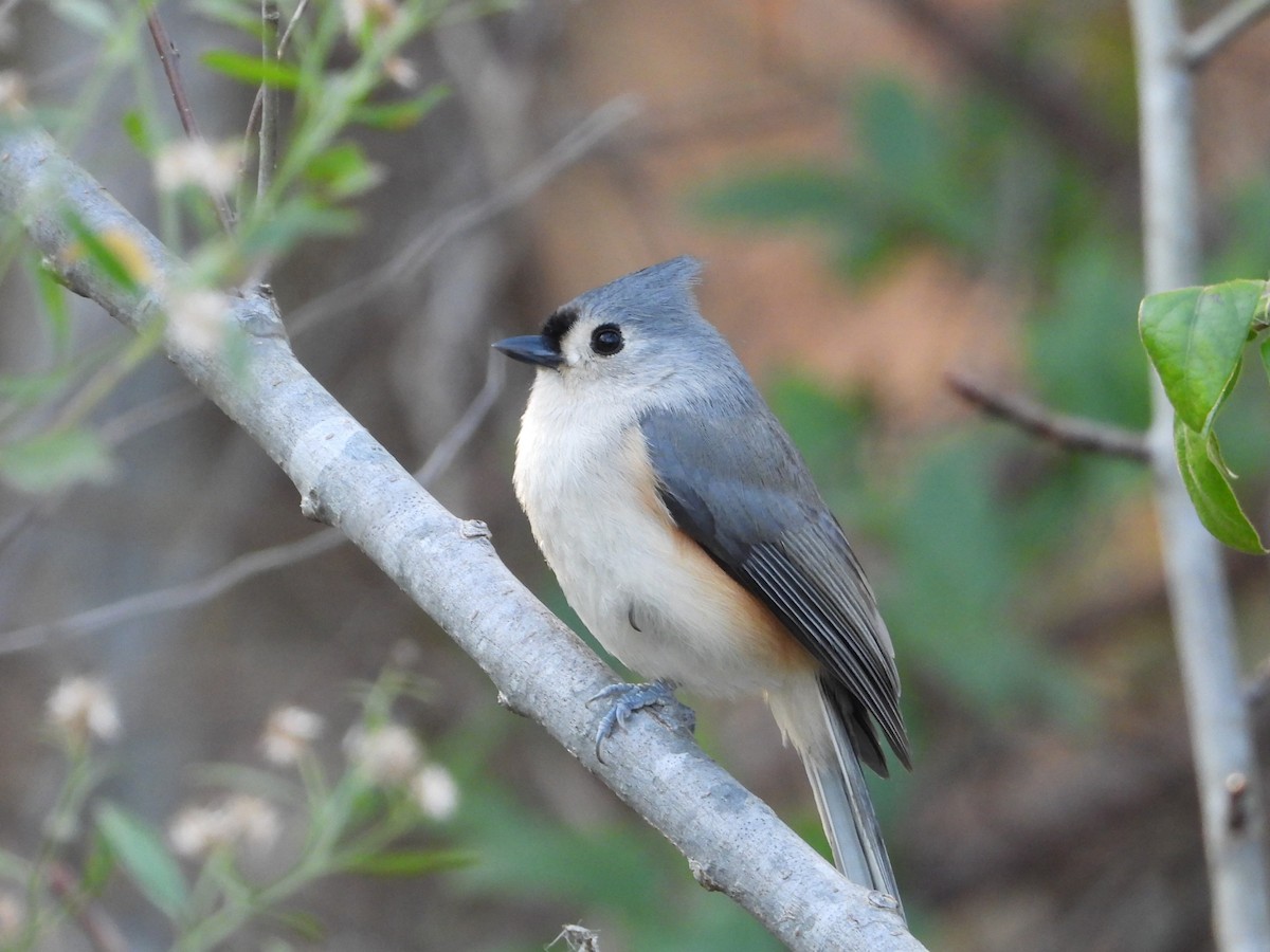 Tufted Titmouse - ML645914987