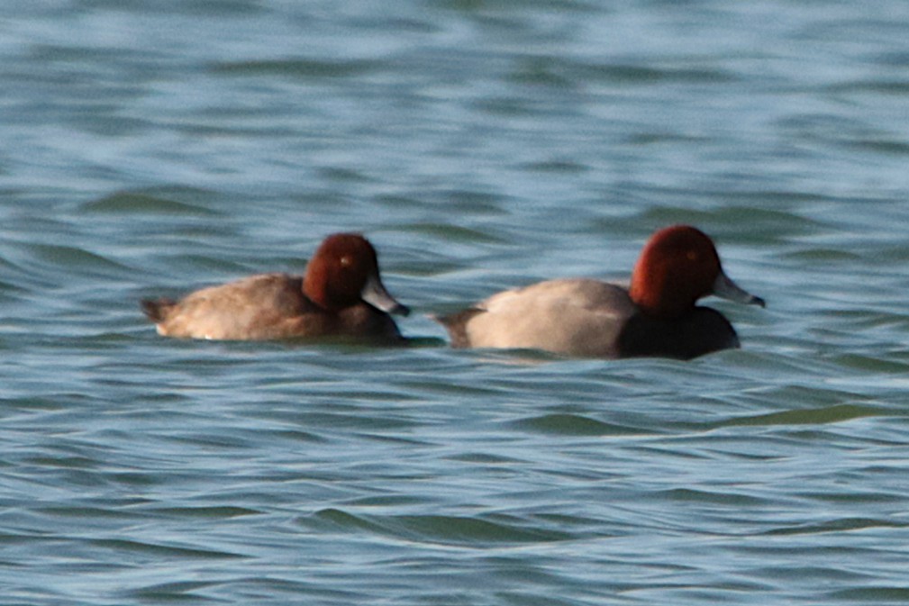 Redhead - ML645914988