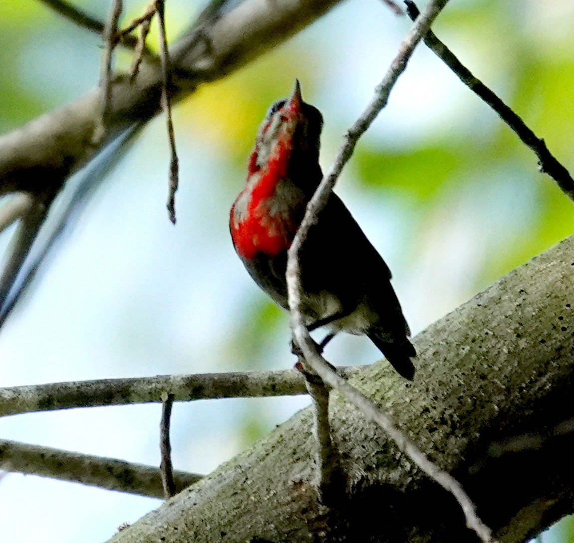 Crimson Sunbird - ML645914989