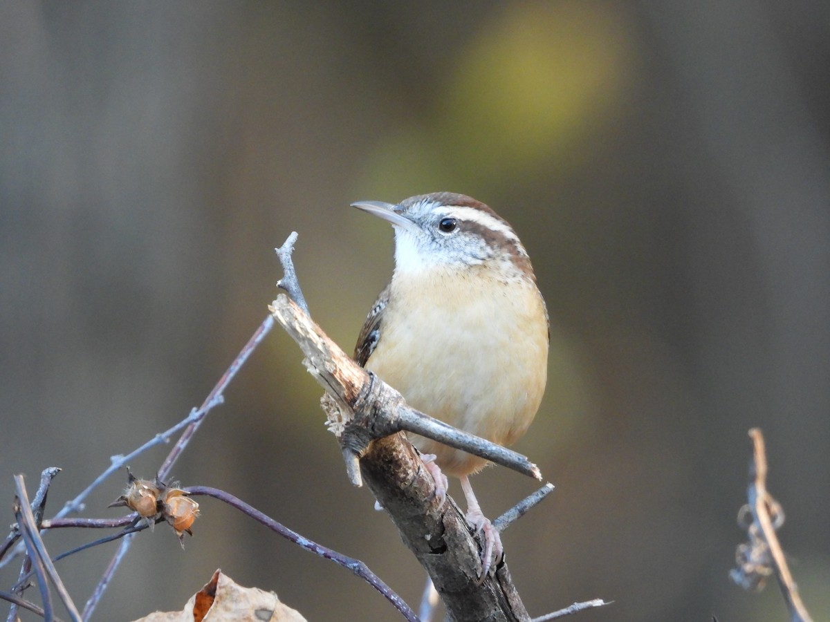 Carolina Wren - ML645914990