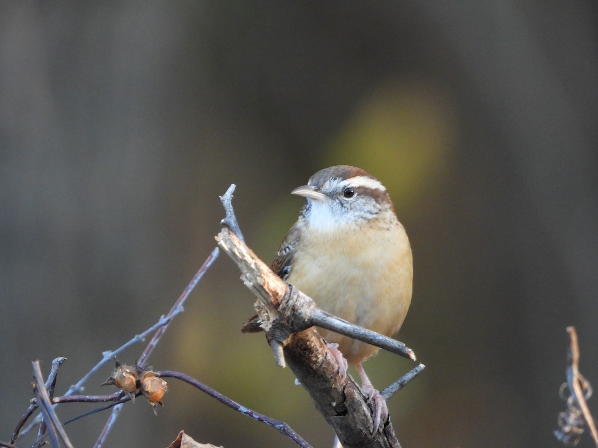 Carolina Wren - ML645914991