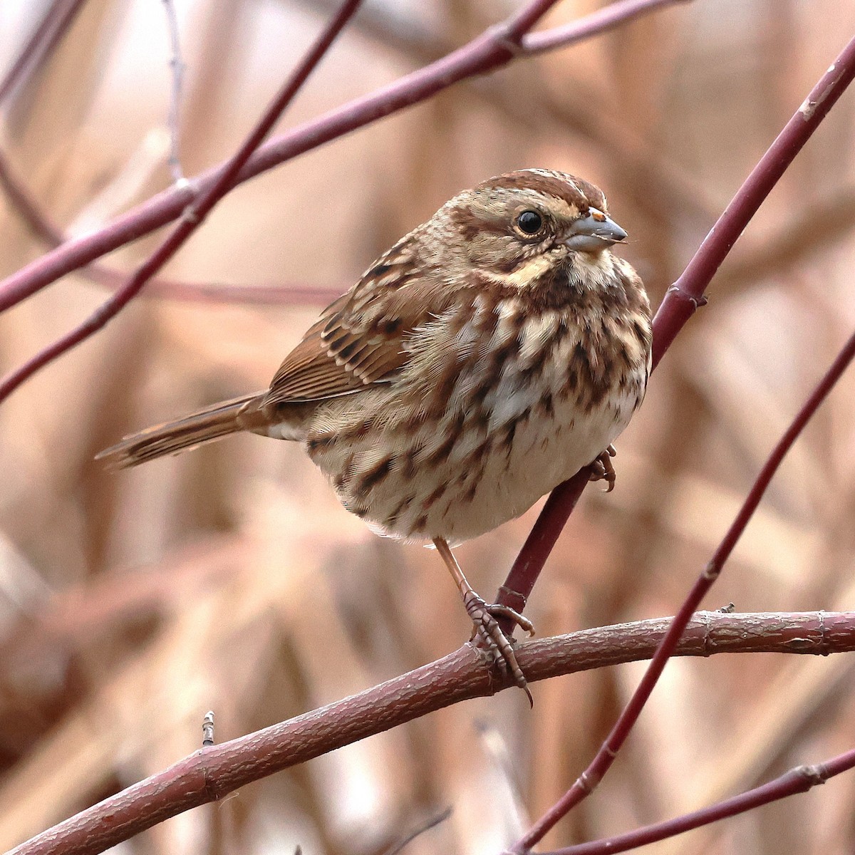 Song Sparrow - ML645914992